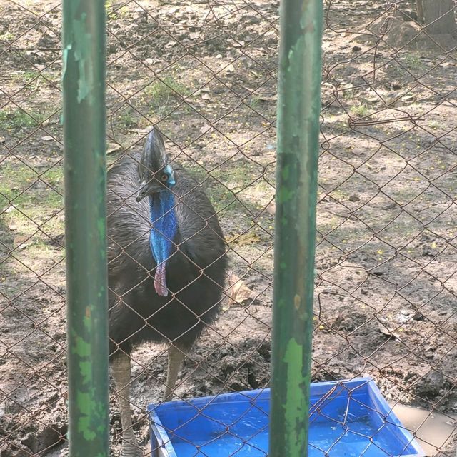 Indore zoo worth one day trip