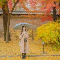 💛노란 은행나무와 덕수궁 석조전의 조화 [서울, 덕수궁]