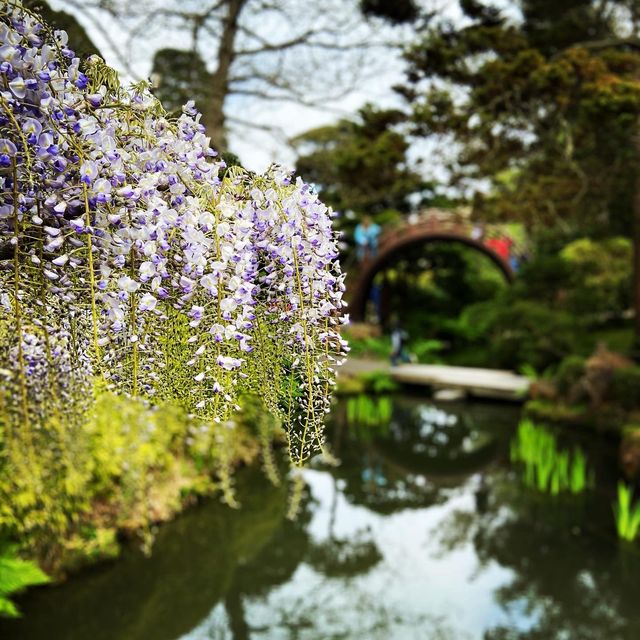 Beautiful flower blooming at the tea garden