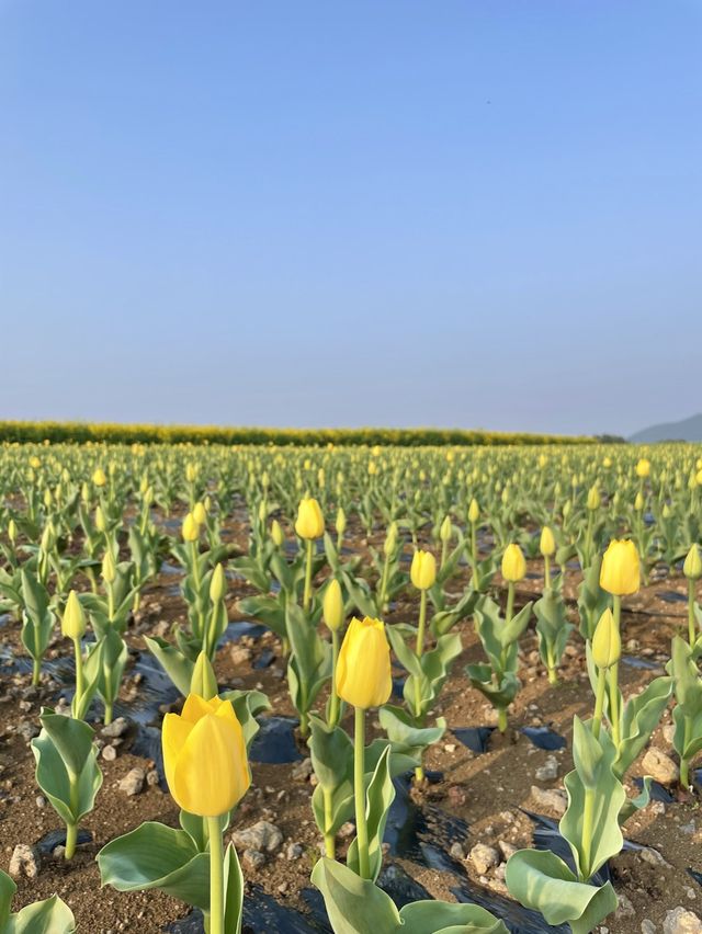 제주 보롬왓, 튤립 꽃밭에서 인생샷 어때요🌷📷