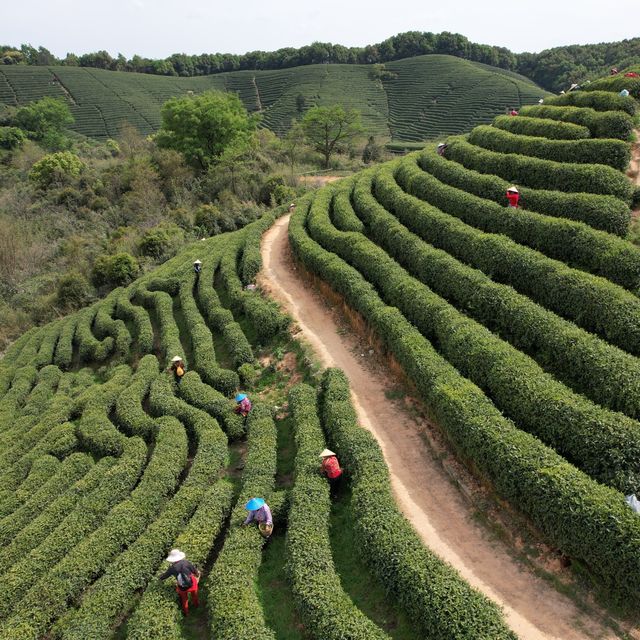 Tea time, baby | Hangzhou 