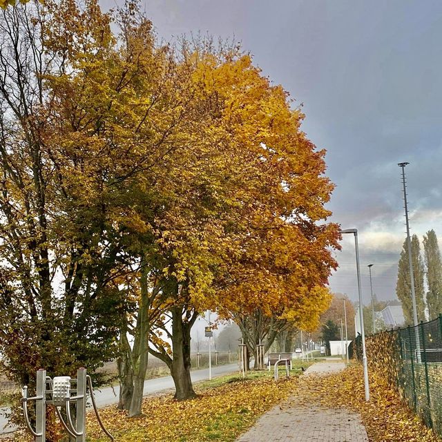 Autumn Hues in Taunus 🥰