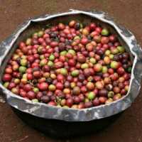 day trip to Materuni waterfall and coffee tou
