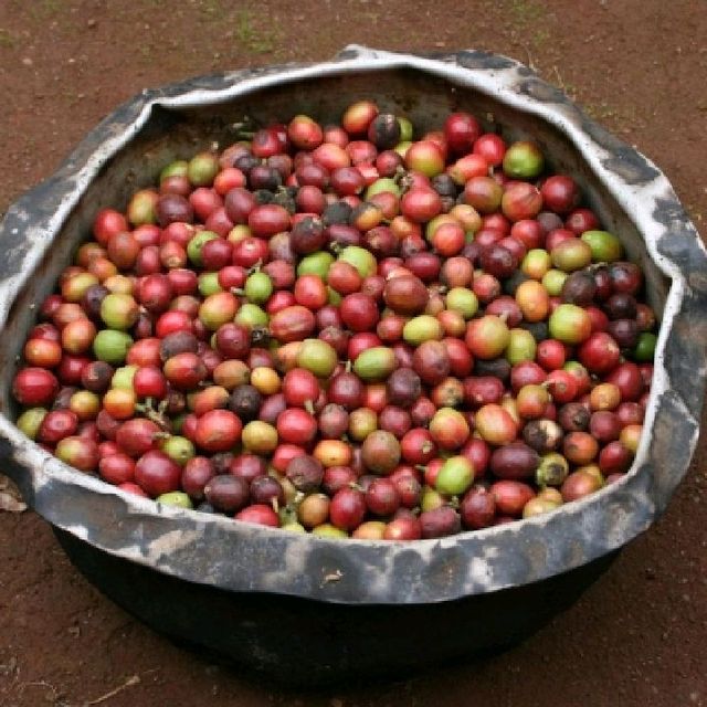 day trip to Materuni waterfall and coffee tou