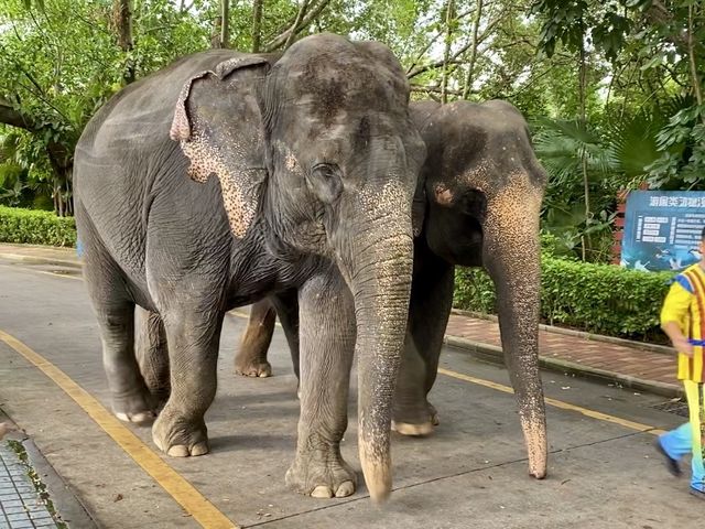 Shenzhen Safari Park 🦒