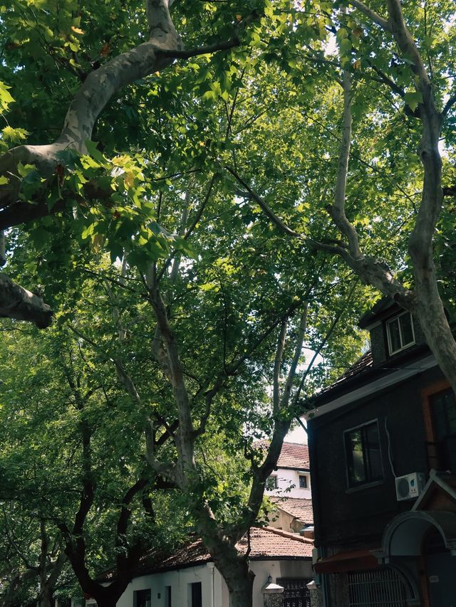 Former French Concession, Shanghai🌿🌱