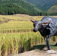 Golden Rice Terraces Oujia Village, Taibao Town, Lianshan, Yao Autonomous County, Qingyuan