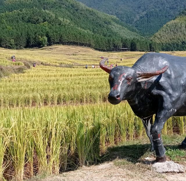 Golden Rice Terraces Oujia Village, Taibao Town, Lianshan, Yao Autonomous County, Qingyuan