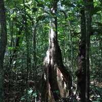 living in the world’s largest rainforest 