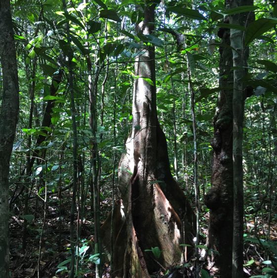 living in the world’s largest rainforest 