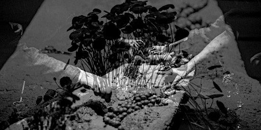 FORAGED by Heiter X for London Design Festival 2024 – Digital Showcase | Shoreditch Arts Club
