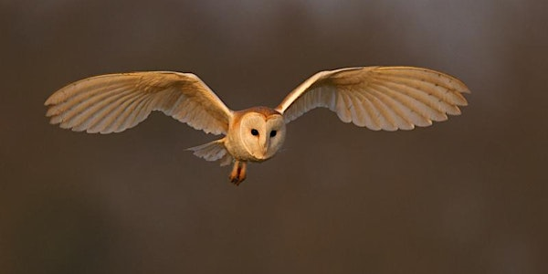 Owl Pellet Dissection for Adults at Summer Leys | Summer Leys Nature Reserve