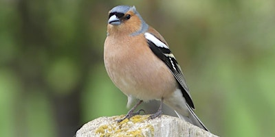 Birding Basics Workshop - Woodland birds | Tophill Low Nature Reserve