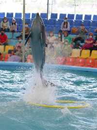  โชว์โลมาภูเก็ต 🐬