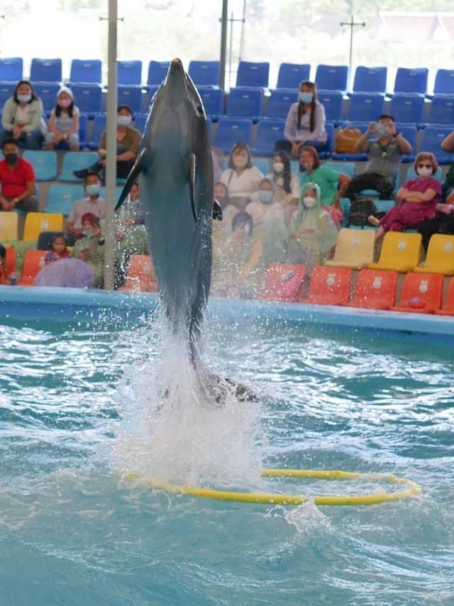  โชว์โลมาภูเก็ต 🐬