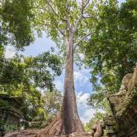 Ta Prohm Temple