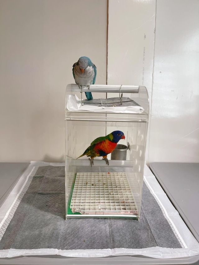 寵物嘉年華：與小動物近距離接觸互動