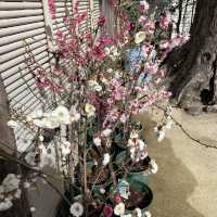高輪神社の小さな梅林