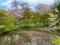 京都　KYOTO SAKURAめぐり❗️大覚寺の桜に感動❗️