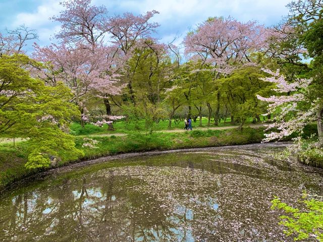 京都　KYOTO SAKURAめぐり❗️大覚寺の桜に感動❗️