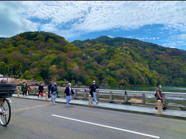 京都　KYOTO SAKURAめぐり❗️渡月橋から嵐山公園中之島地区まで散策してみた！