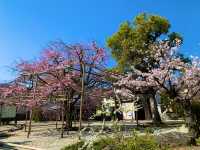 京都　京都散策旅　渉成園の庭園と桜のコラボに感動❗️