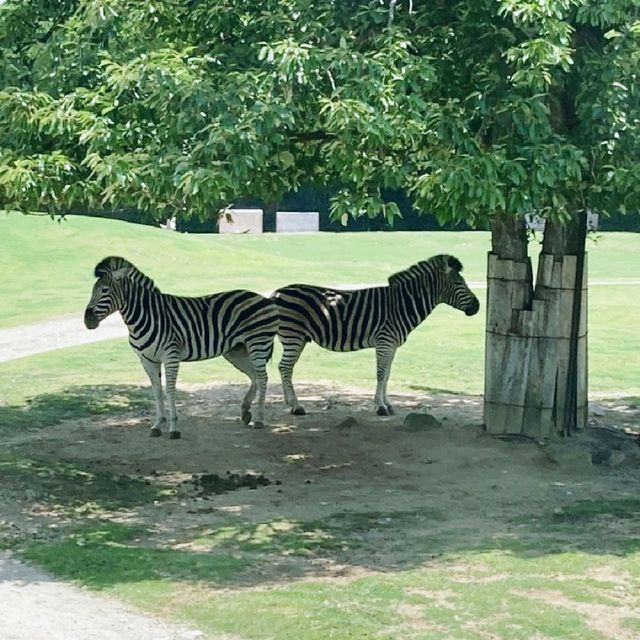 すぐ近くに野生動物！ドライブスルーサファリ　姫路セントラル・パーク