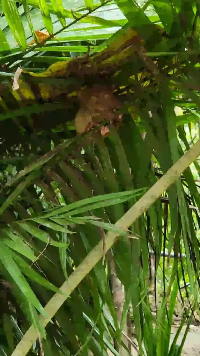 Philippine Tarsiers