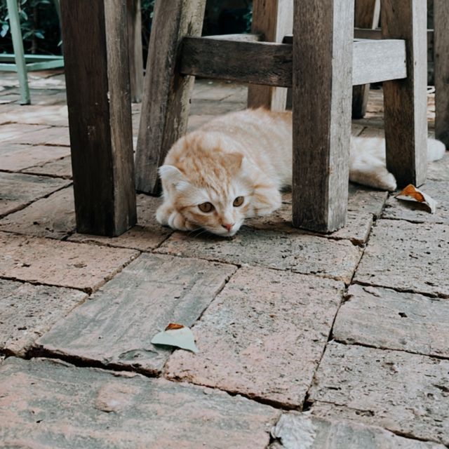 Nature themed cafe with dogs and cats to pla