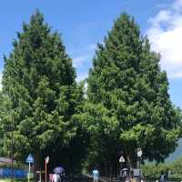 滋賀県【マキノメタセコイア並木】で見つけたカフェ