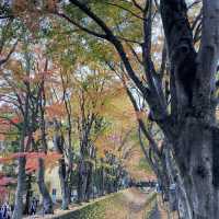 🇯🇵 又到了欣賞紅葉的秋季 — 河口湖楓葉迴廊