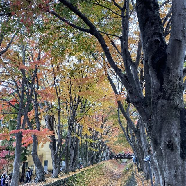 🇯🇵 又到了欣賞紅葉的秋季 — 河口湖楓葉迴廊