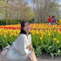 튤립의 나라 네덜란드 [keukenhof 퀘켄호프]🌷