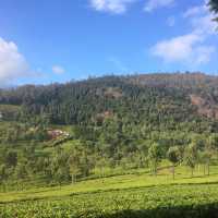 Pleasant smell of tea leaves in the air
