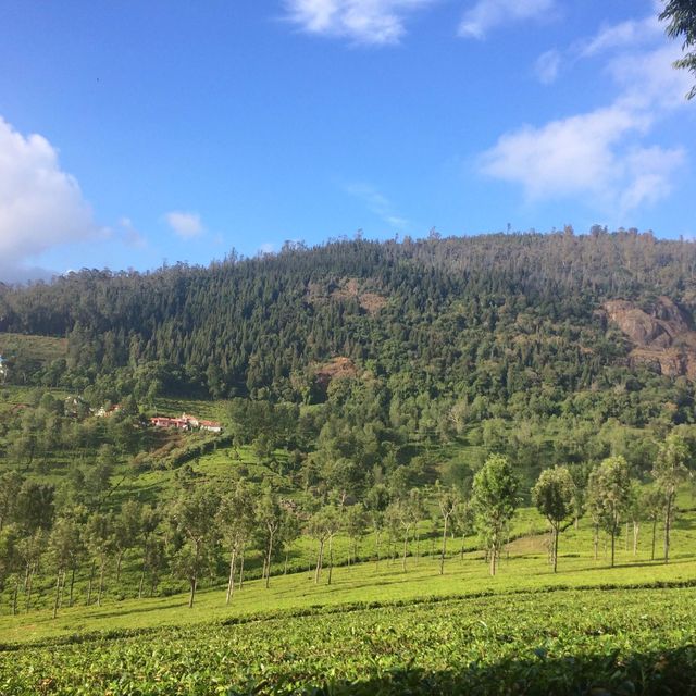 Pleasant smell of tea leaves in the air