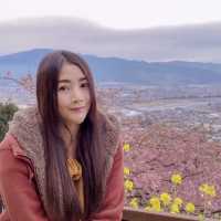 “Matsuda Cherry Blossom Festival” 🌸