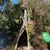 great Otway National park 