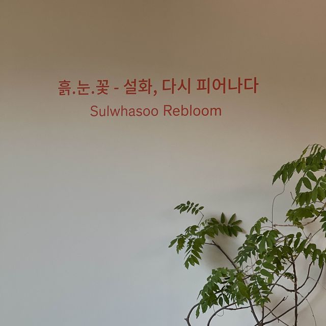 흙.눈.꽃 설화 다시 피어나다