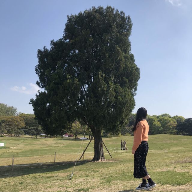 나홀로나무로 유명한 “올림픽공원”