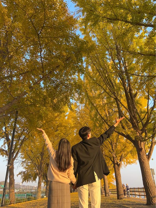 충남 단풍 명소 아산 은행 나무길🍁🍂