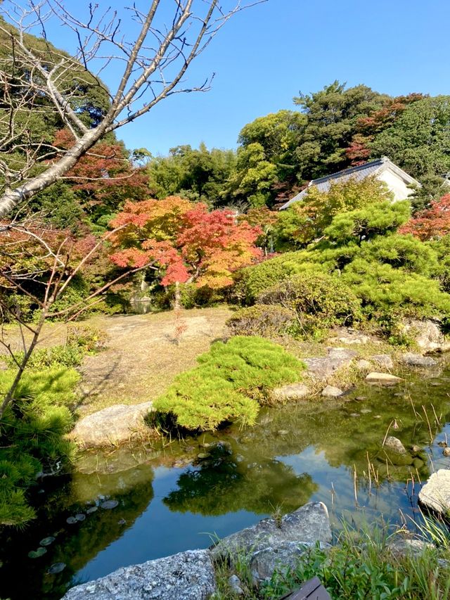 山口県🍁これからの時期が1番オススメ！紅葉スポット🍁【長府庭園】