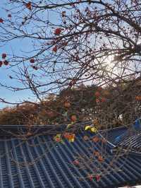 단풍이 아름다운 동화사 🍁🍂