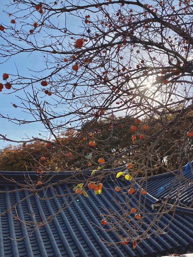 단풍이 아름다운 동화사 🍁🍂