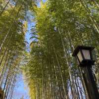 修善寺『竹林の小径』