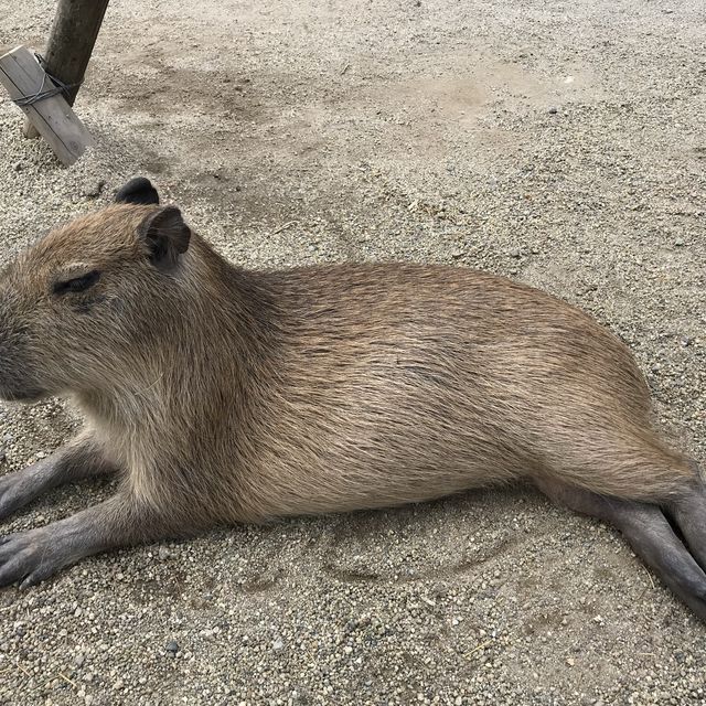 カビパラにハマれた  