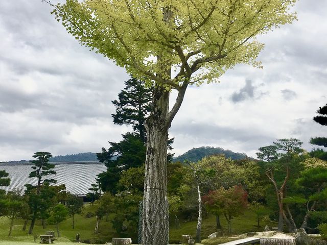 好想去日本！世界文化遺產：奈良東大寺～還有好多可愛的🦌