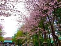 札幌　SAKURA 桜めぐり❗️北海道神宮の桜＆梅に感動❗️