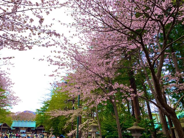 札幌　SAKURA 桜めぐり❗️北海道神宮の桜＆梅に感動❗️