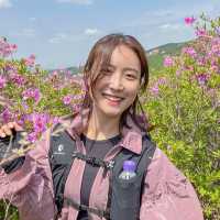  철쭉 군락지 Top1 황매산! 철쭉이 져도 즐길 수 있다!