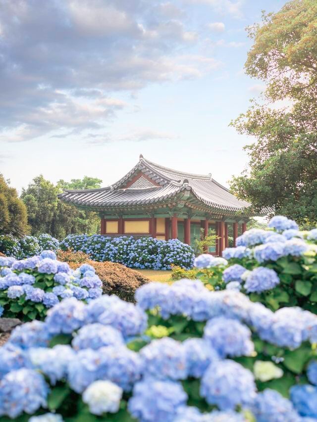 수국시즌이 돌아온다면 꼭!